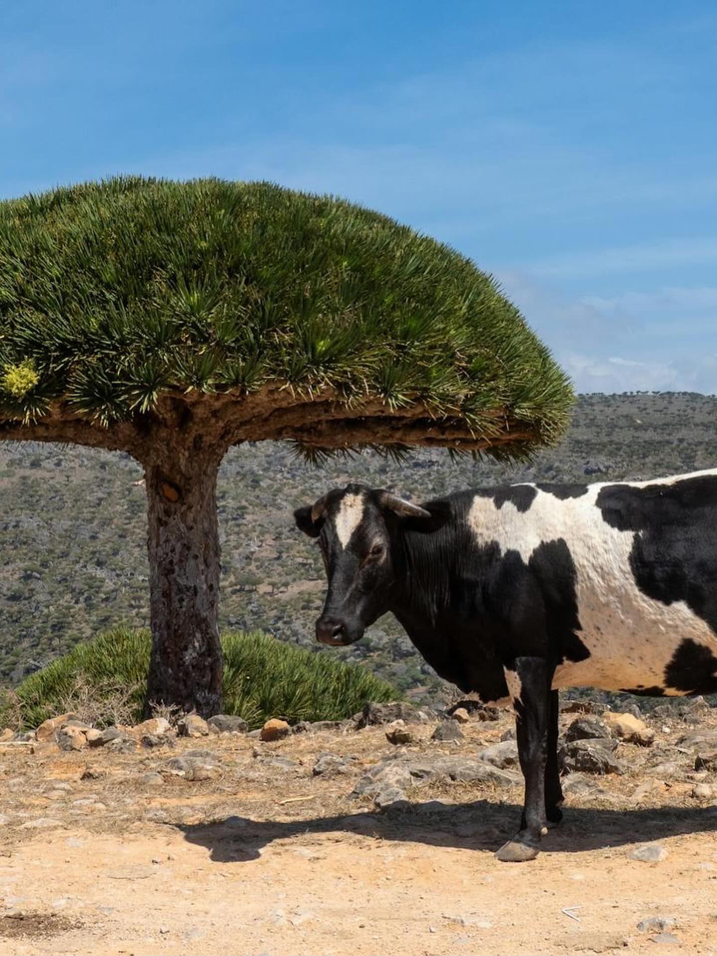 Sokotra Adası Keşif Turu